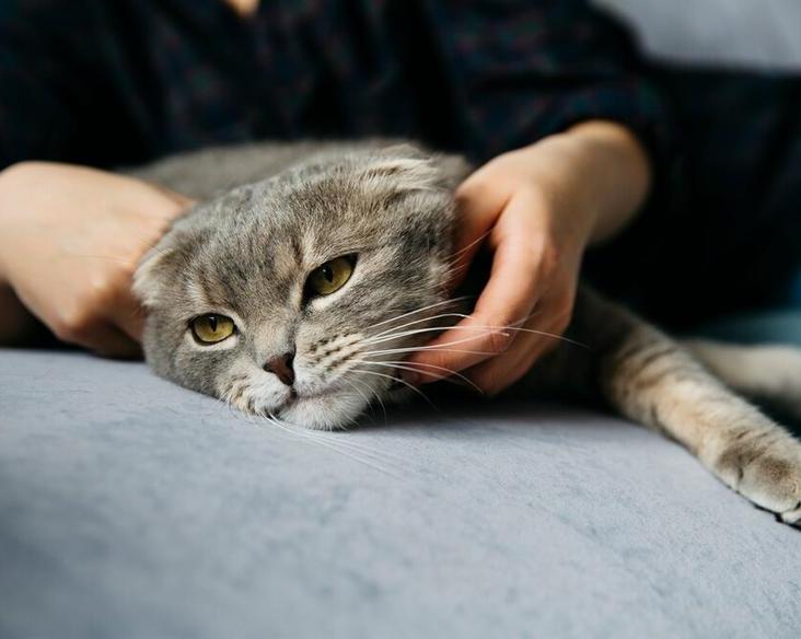Можно ли поднимать кота за гриву?</p>
<p>Почему это может быть опасно для питомца / Флора и фауна / iXBT Live